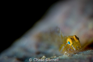 "Goldy"
This golden fish was so small. It is sitting on ... by Chase Darnell 